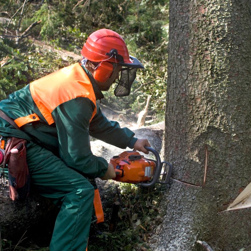 Tree Removal Glasgow