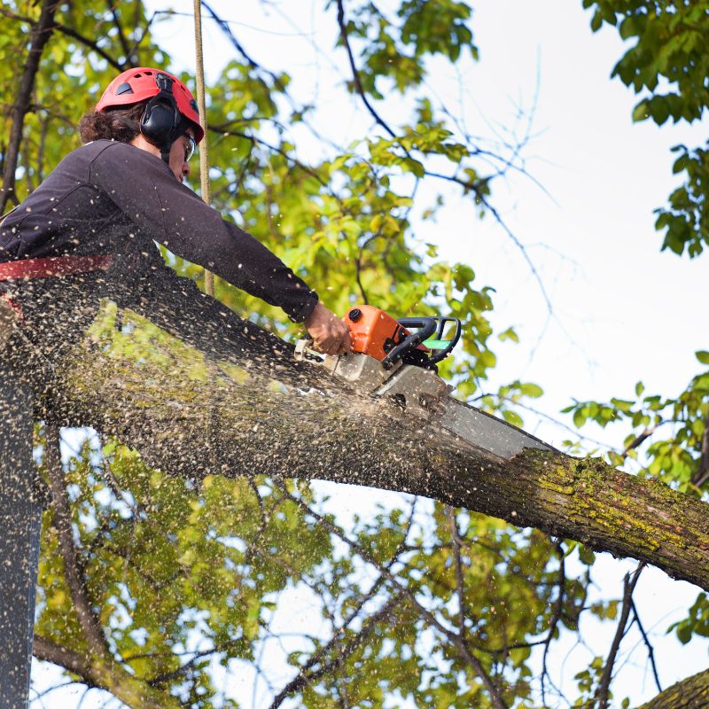 Tree Maintenance Glasgow