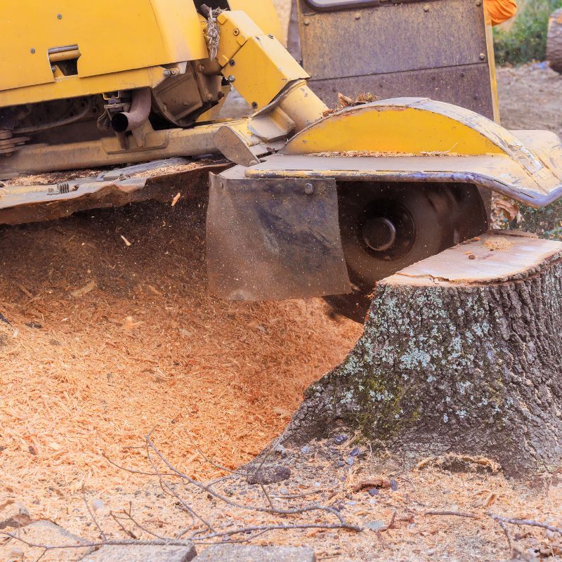 Stump Grinding and Removal Glasgow
