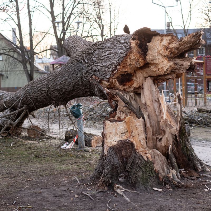 Emergency Tree Services Glasgow