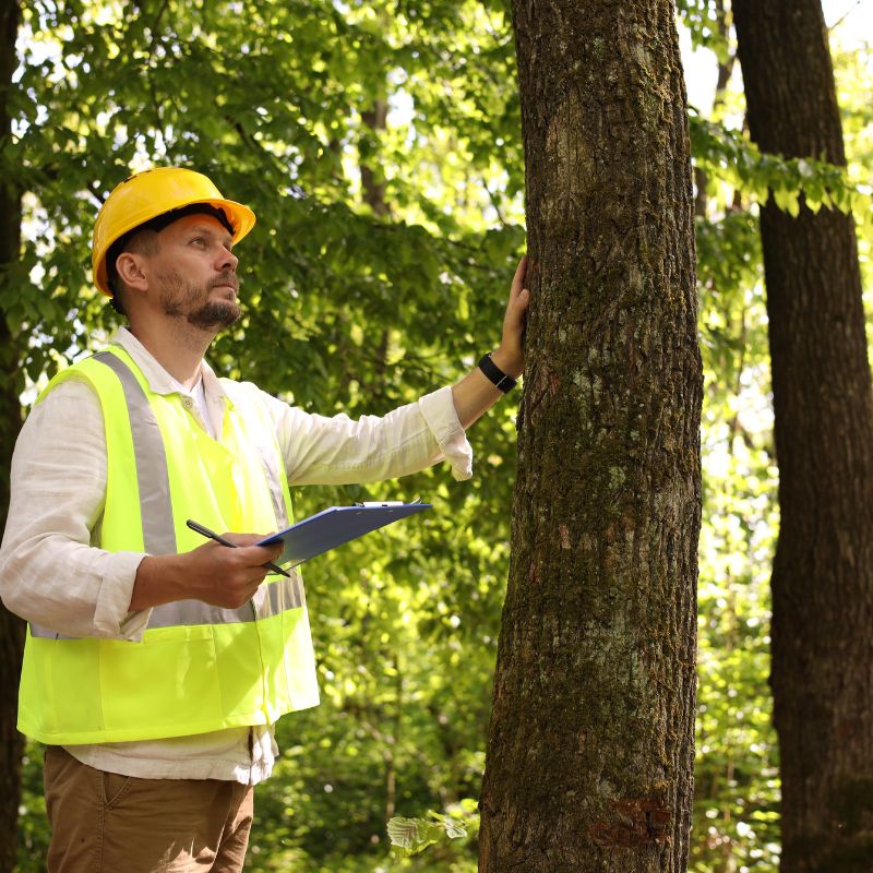 Tree Inspection Glasgow