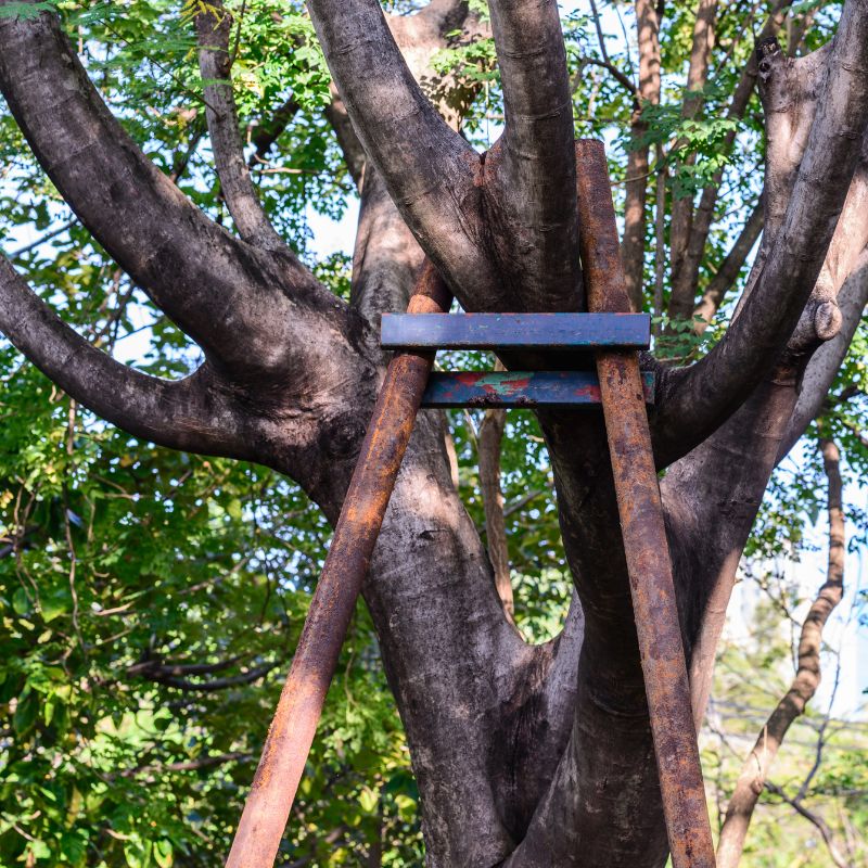 Tree Bracing and Support Glasgow