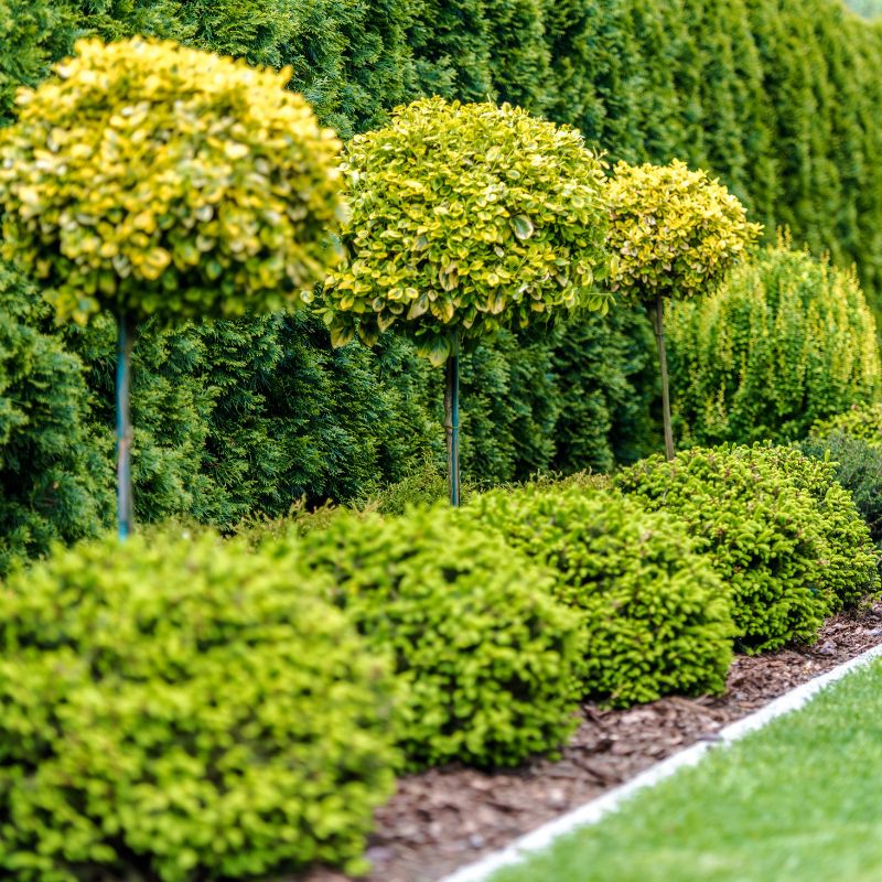 Ecological Features Glasgow
