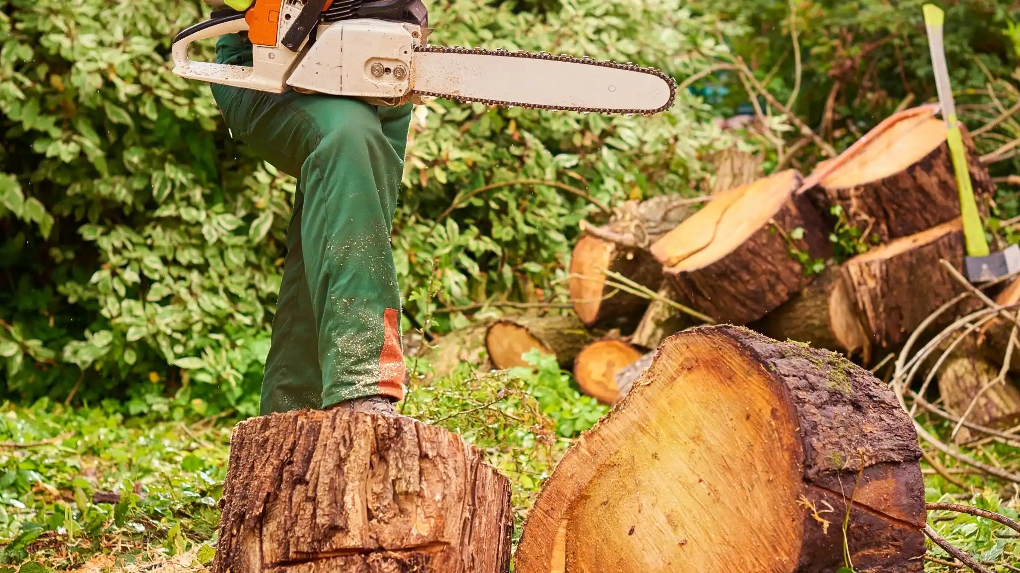 Arborist climbing and roping a tree