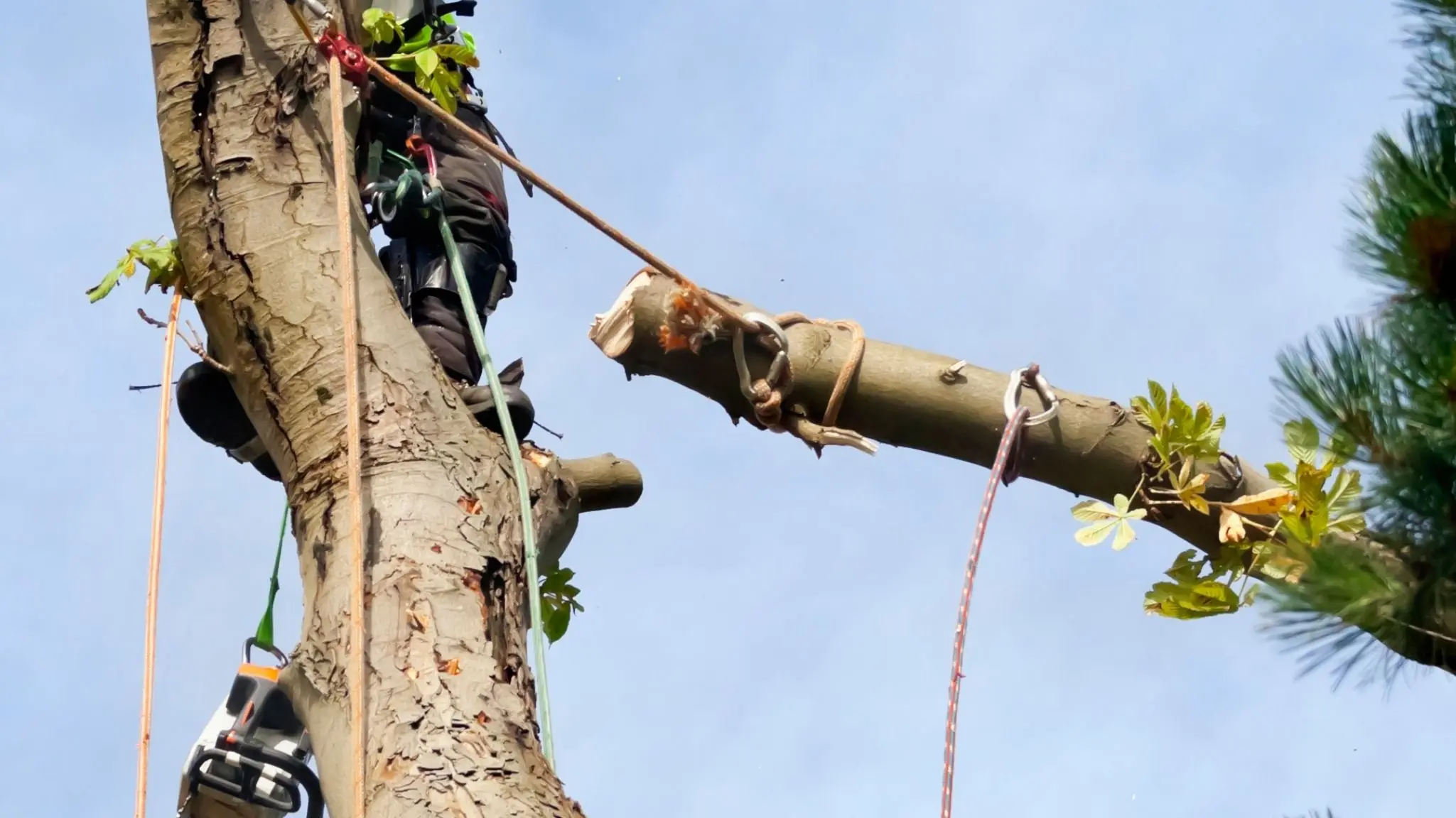 Arborist using a chainsaw in a tree