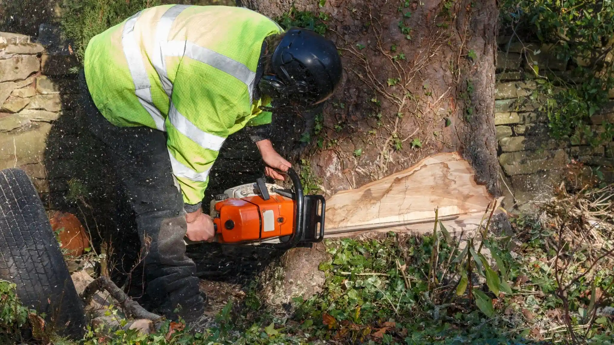 Arborist using a chainsaw taking down a tree