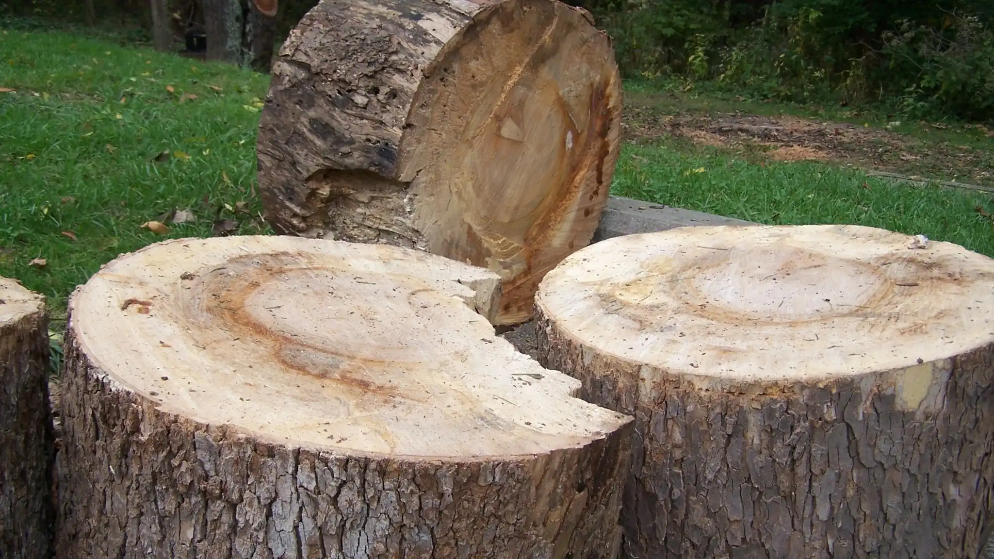 Arborist removed two tree stump