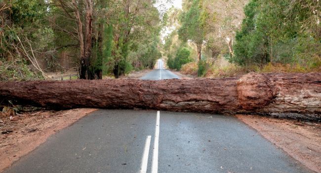Storm-damaged tree being removed