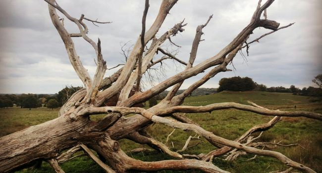 Fallen tree being cleared