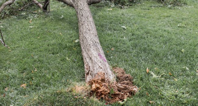 Dangerous tree made safe by arborists