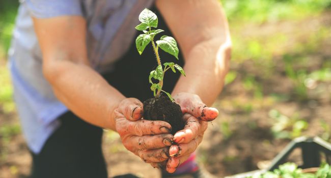 Choosing the right tree species for a site