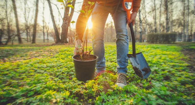 Young tree staked and supported after planting
