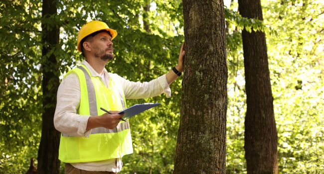Arborist carrying out a tree health inspection