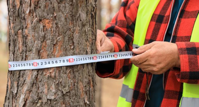 Tree safety assessment in progress