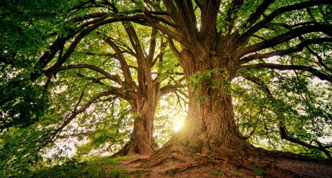 Structural inspection of a mature tree