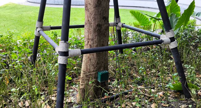 Cable bracing fitted in a tree by Olive Tree Surgery