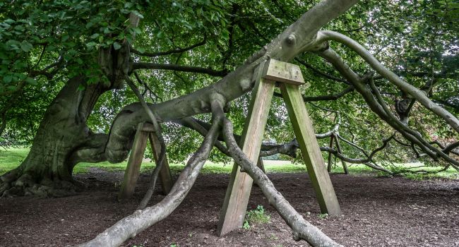 Cable bracing supporting a weak union in a tree