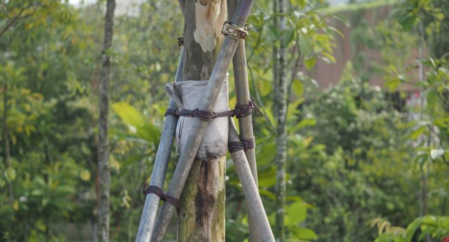 Tree support system installed in a mature tree
