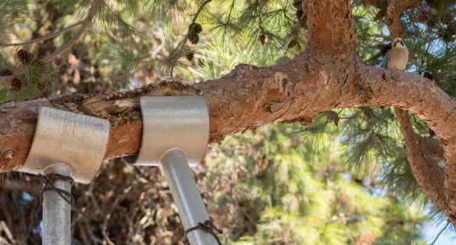 Arborist carrying out a tree stability assessment