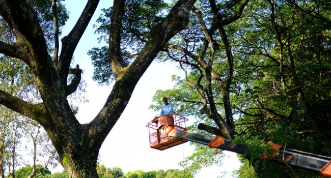 Tree pruning by Olive Tree Surgery