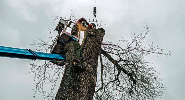 Crown reduction and thinning of a mature tree