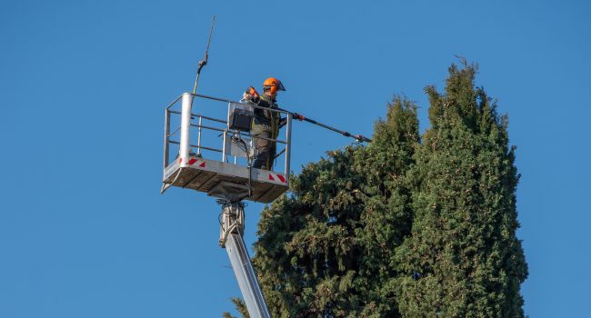 Tree bracing and support fitted to a tree