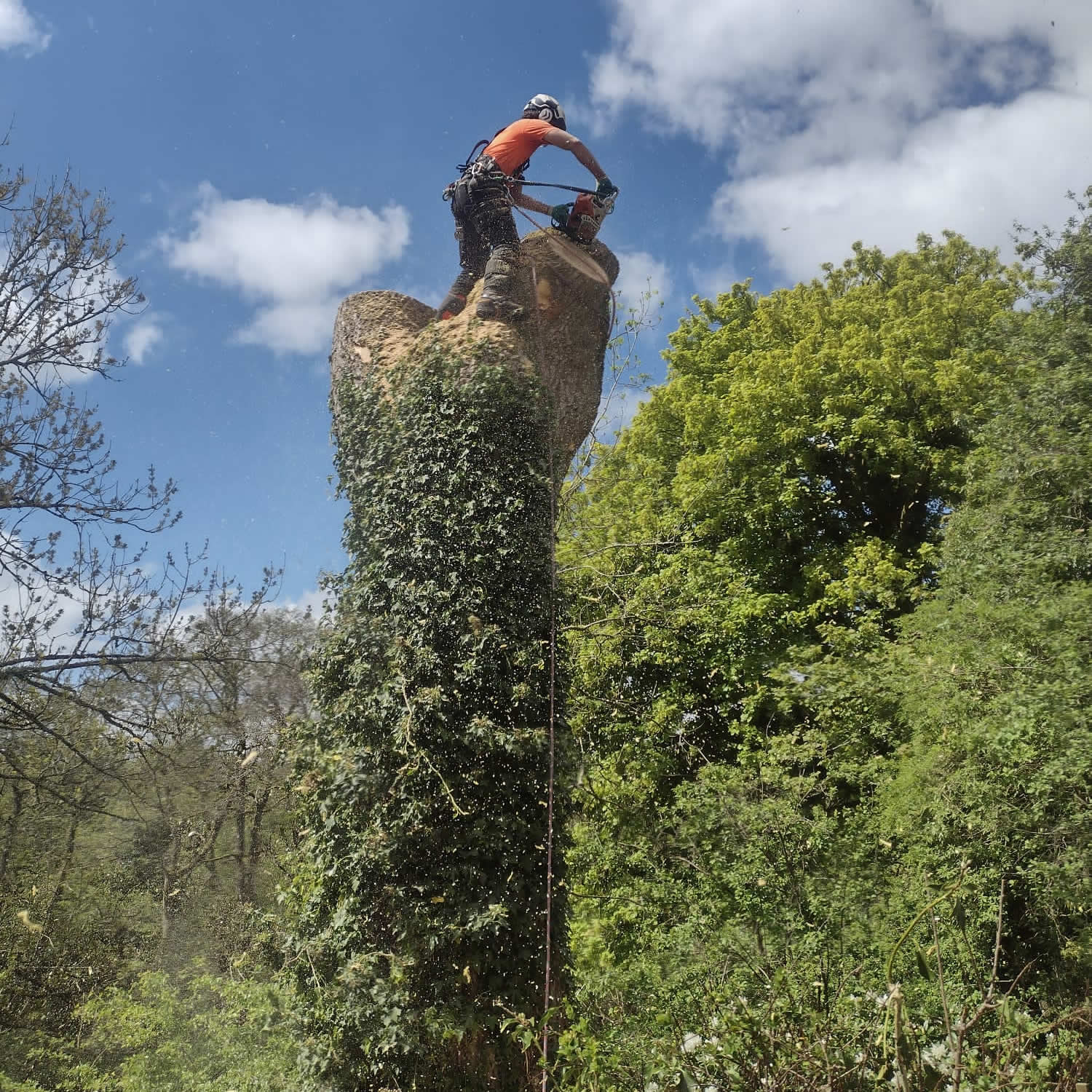 Qualified arborist pruning a tree in Glasgow