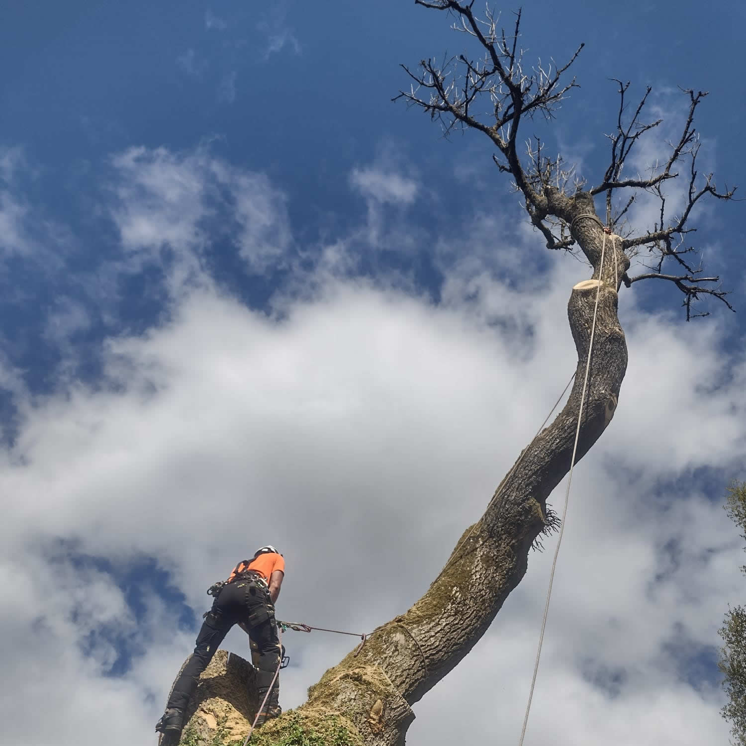 Ecological features installed by Olive Tree Surgery