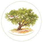 Olive Tree Surgery | Tree Surgeons Glasgow